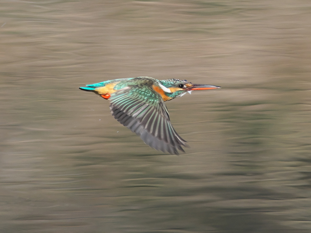 水平飛行 15（嫁候補）