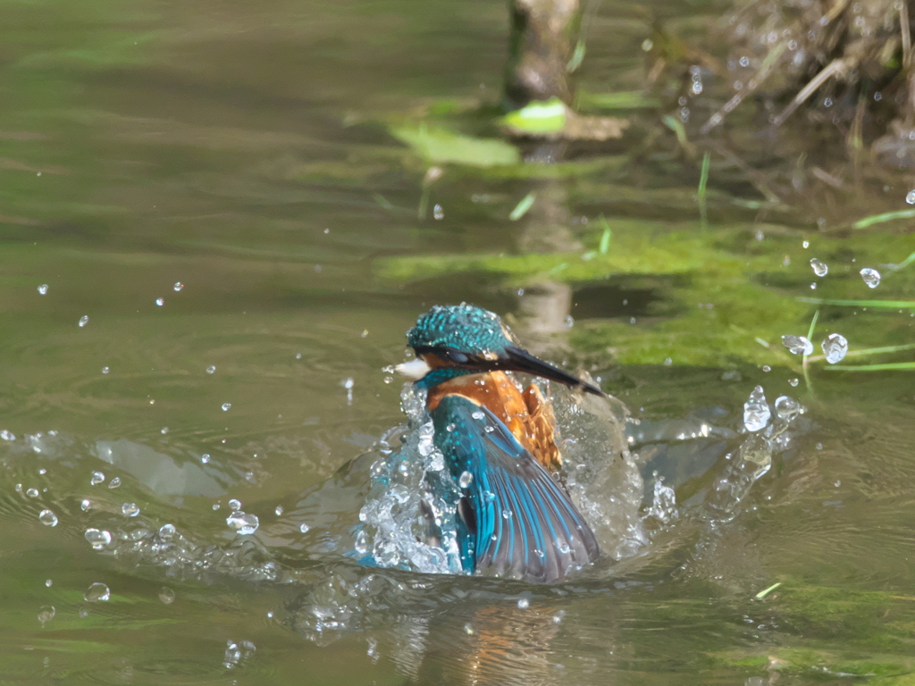 飛び込みシーケンス 22-2（父親）