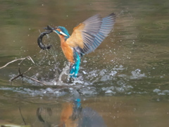 浮上 119-1（父親 ドジョウ獲れたけど）