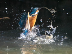 浮上 185（父親）