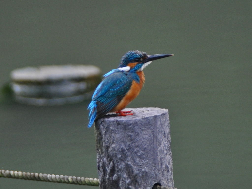 ジャンクレンズにて１