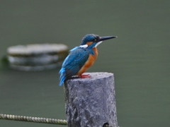 ジャンクレンズにて１