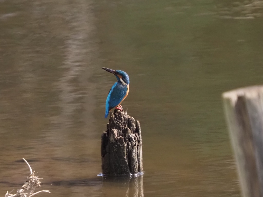 さてまた穴掘りしようかな