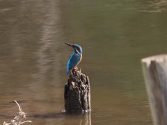 さてまた穴掘りしようかな