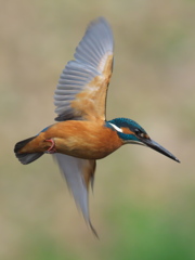 ホバ 31（父親）