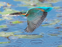 水平飛行 12（父親）