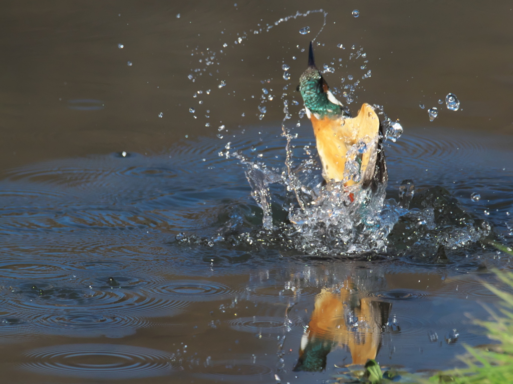 浮上 341（父親）