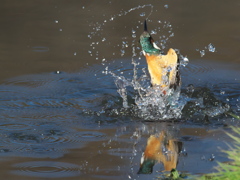 浮上 341（父親）