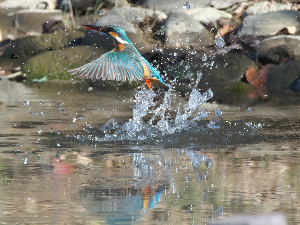 浮上 303（嫁候補）