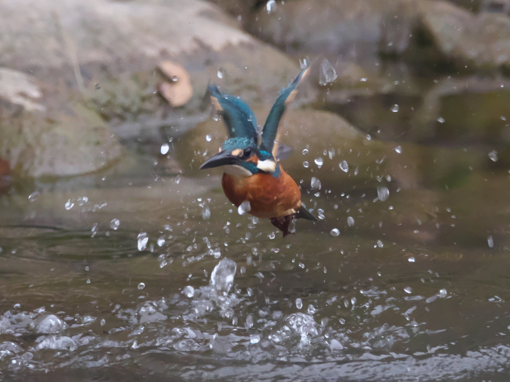 浮上 153（父親）