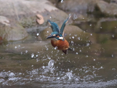 浮上 153（父親）