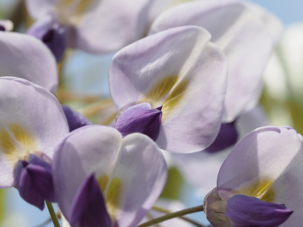 玄関から5mの世界（花） 藤