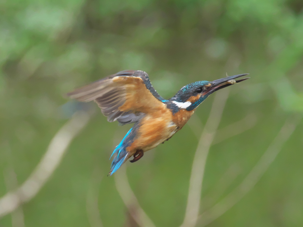 エビ獲れたよ 18-2（父親）