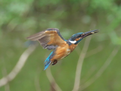 エビ獲れたよ 18-2（父親）