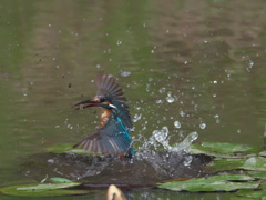 浮上 33-2（父親 エビ獲れたよ）