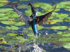 浮上 74-2（父親）