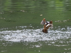 お魚採れたよ 9-4