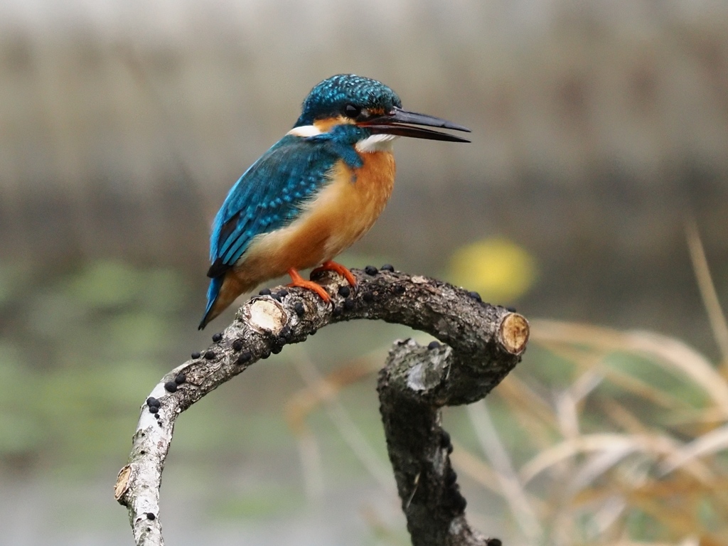 止り木 394（神経質な雄）