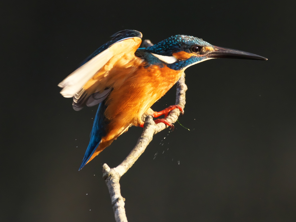 止り木へ 20-2（父親）