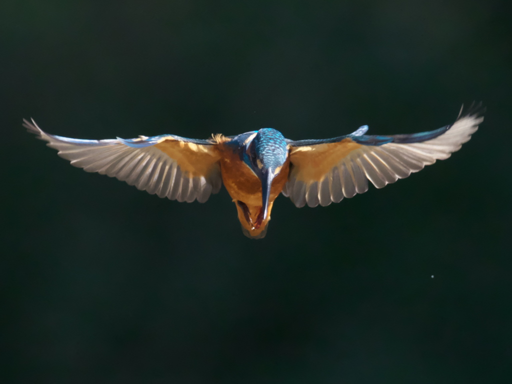 ホバ 15（父親）