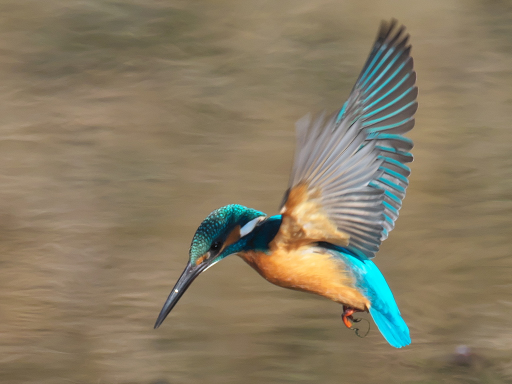 飛び込みシーケンス 29-2（父親）