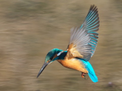 飛び込みシーケンス 29-2（父親）