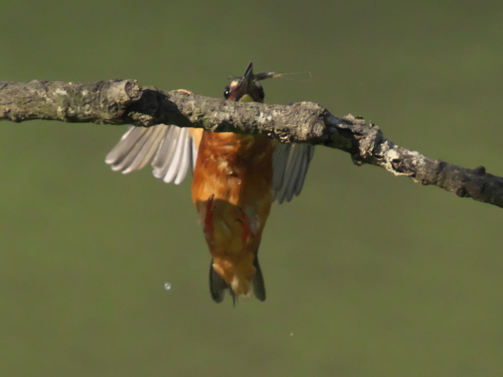 エビ獲れたよ 32-2（父親）