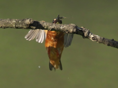 エビ獲れたよ 32-2（父親）