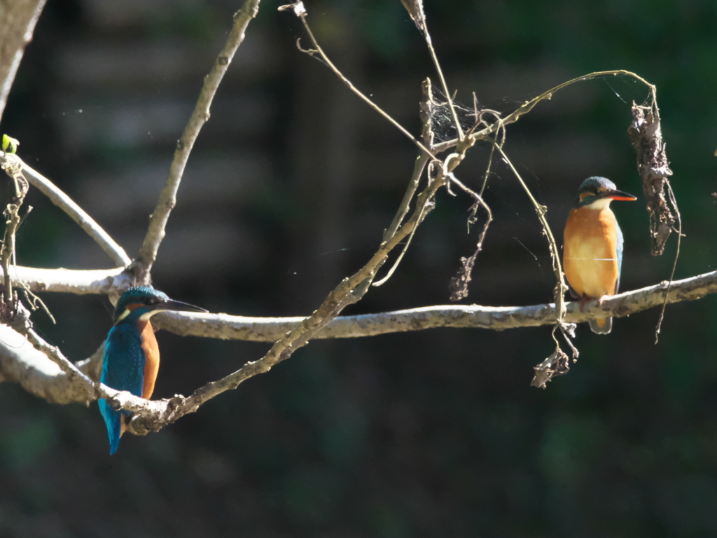 止り木 63（父親と嫁候補）