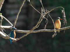 止り木 63（父親と嫁候補）