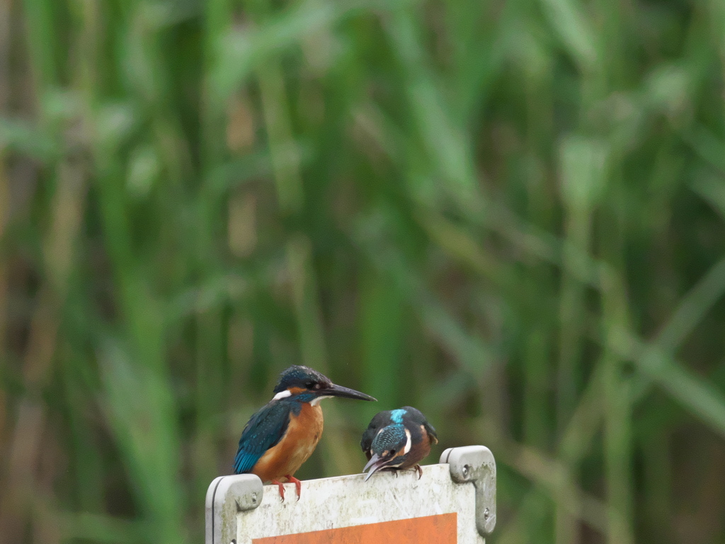 止り木 215（父子）