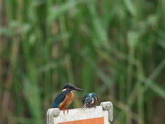 止り木 215（父子）