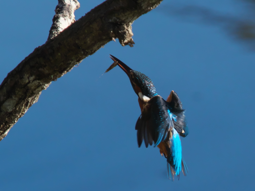 浮上 74-4（父親）