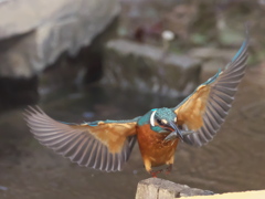 浮上 225（父親）