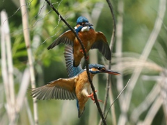 止り木 409-1 止り木 409-1