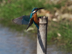 止り木へ 23（父親）