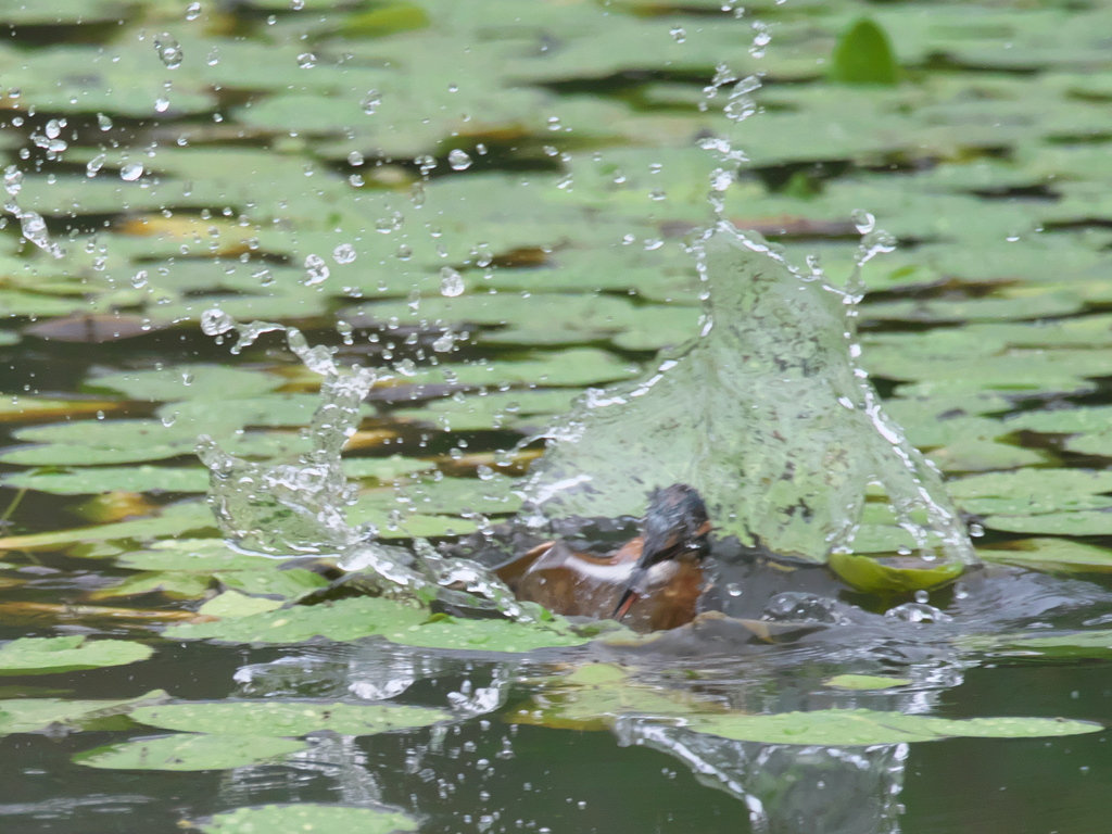 ダイブ 4-3（父親）