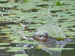 ダイブ 4-3（父親）