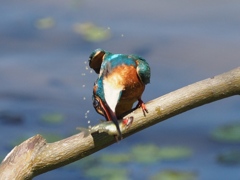 昼ごはん（まだ元気が良いからバッシッと）