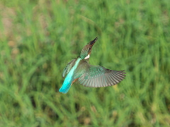 止り木へ 2-2（嫁候補？）