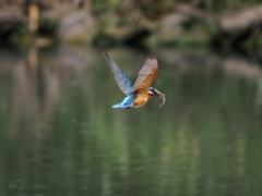 お魚獲れたよ 62