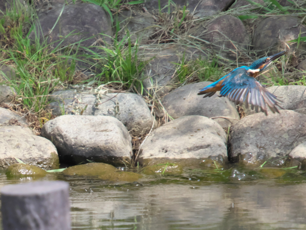 浮上 66（父親）