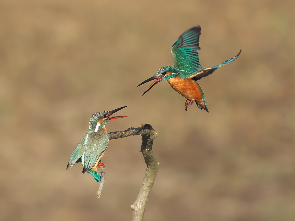 止り木 349-2（雄と雌）