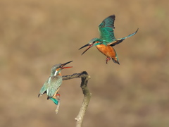 止り木 349-2（雄と雌）