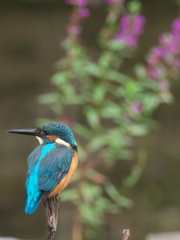 止り木 41（父親）