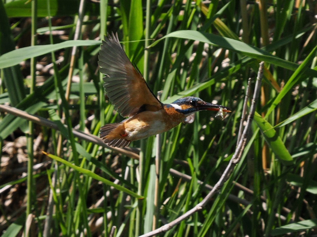 お魚獲れたよ 68
