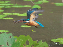 エビ獲れたよ 37-1