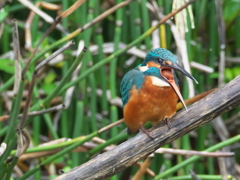 ペリット吐き出し 5-1（父親 霧雨）