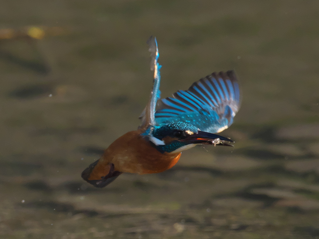 浮上 200-2（父親）