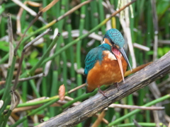 ペリット吐き出し 5-2（父親 霧雨）